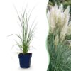 Cortaderia sell. Pumila - Dwergpampasgras - Met Pluim - Grijs - 6 Planten