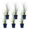 Cortaderia sell. Pumila - Dwergpampasgras - Met Pluim - Grijs - 6 Planten