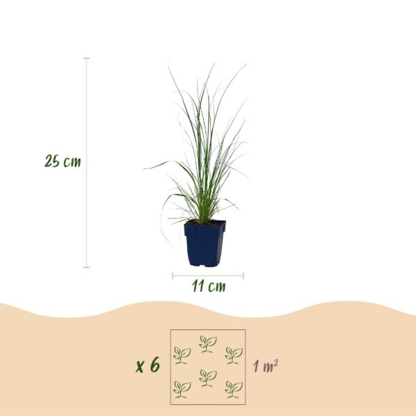 Cortaderia sell. Pumila - Dwergpampasgras - Met Pluim - Grijs - 6 Planten