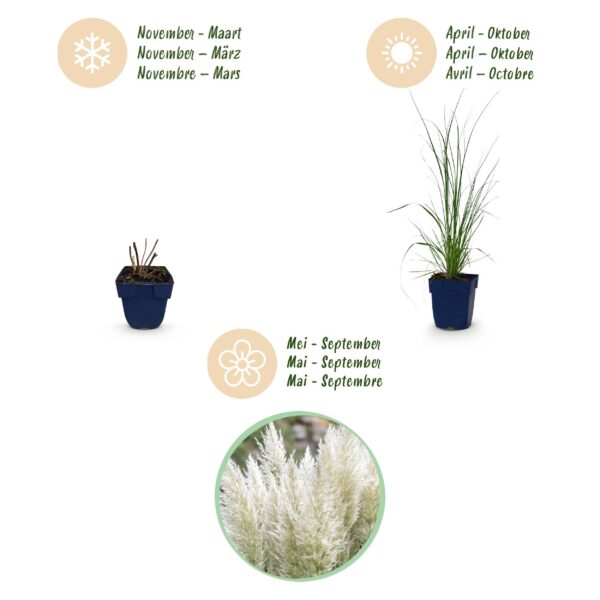Cortaderia sell. Pumila - Dwergpampasgras - Met Pluim - Grijs - 6 Planten