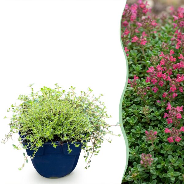 Thymus praecox Red Carpet - KruipTijm - Geurend - Rood-Roze