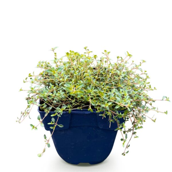 Thymus praecox Red Carpet - KruipTijm - Geurend - Rood-Roze