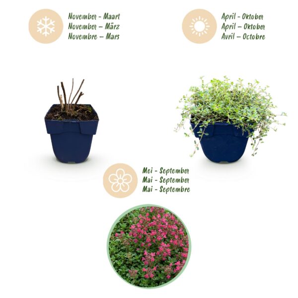 Thymus praecox Red Carpet - KruipTijm - Geurend - Rood-Roze
