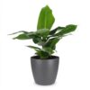 Musa Oriental Dwarf - Dwergbanaan - met Potter Grijs