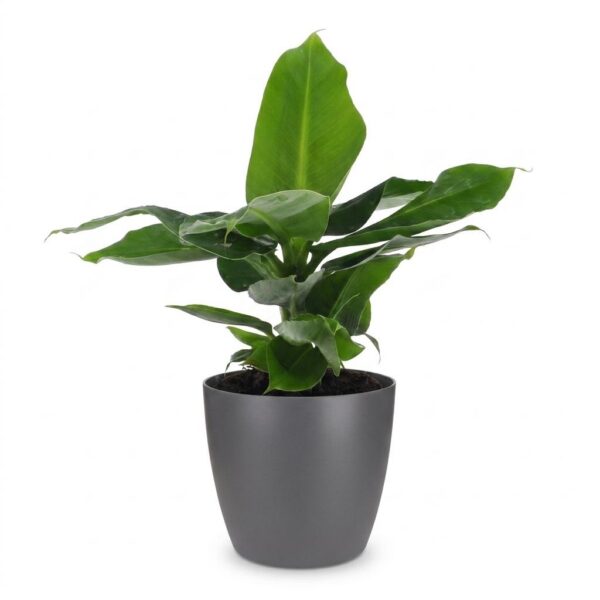 thumbnail_6000-11.jpg Musa Oriental Dwarf - Dwergbanaan - met Potter Grijs