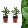 Clusia Princess - Clusia - 2 Planten