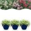 Thymus Tricolour - Tym - Bodembedenkend - Roze - Rood - Wit - 6 Planten