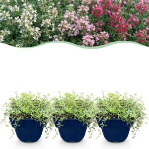 thumbnail_6000-1106.jpg Thymus Tricolour - Tym - Bodembedenkend - Roze - Rood - Wit - 6 Planten