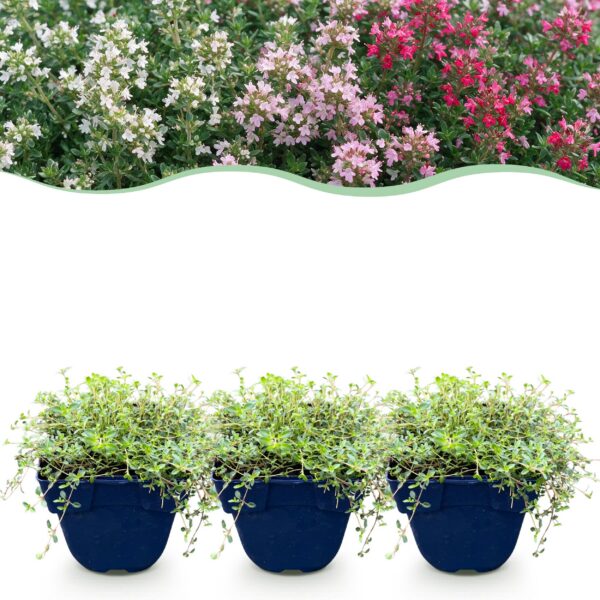 thumbnail_6000-1106.jpg Thymus Tricolour - Tym - Bodembedenkend - Roze - Rood - Wit - 6 Planten