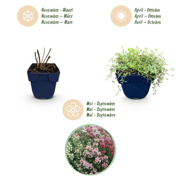 thumbnail_6000-1109.jpg Thymus Tricolour - Tym - Bodembedenkend - Roze - Rood - Wit - 6 Planten