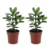 Clusia Princess - Clusia - 2 Planten