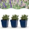 Lavandula Tricolour - Lavendel - Geurend - Blauw - Roze - Wit - 6 Planten