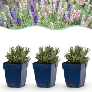 thumbnail_6000-1118.jpg Lavandula Tricolour - Lavendel - Geurend - Blauw - Roze - Wit - 6 Planten