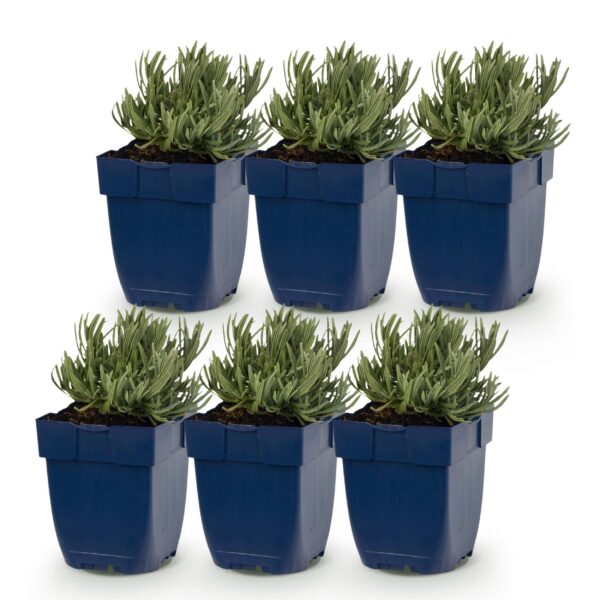 thumbnail_6000-1119.jpg Lavandula Tricolour - Lavendel - Geurend - Blauw - Roze - Wit - 6 Planten