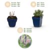 Lavandula Tricolour - Lavendel - Geurend - Blauw - Roze - Wit - 6 Planten