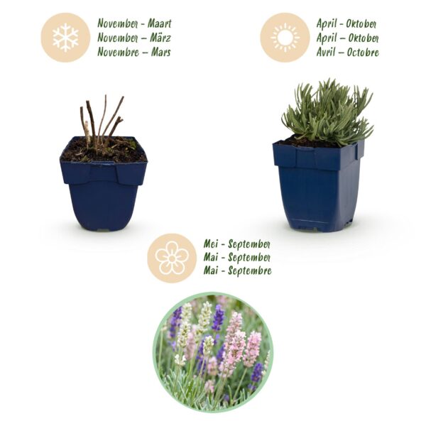 thumbnail_6000-1121.jpg Lavandula Tricolour - Lavendel - Geurend - Blauw - Roze - Wit - 6 Planten