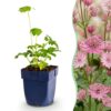 Astrantia major - Sterrenkruid - Schaduw - Wit-Roze - 6 Planten