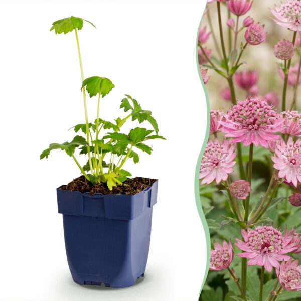 thumbnail_6000-1131.jpg Astrantia major - Sterrenkruid - Schaduw - Wit-Roze - 6 Planten