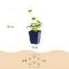 Astrantia major - Sterrenkruid - Schaduw - Wit-Roze - 6 Planten