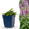 Stachys off. Ukkie - Ezeloor - RotsPlant - Roze