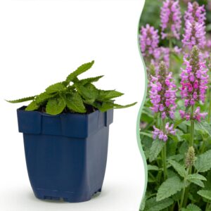 thumbnail_6000-1143.jpg Stachys off. Ukkie - Ezeloor - RotsPlant - Roze