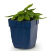 Stachys off. Ukkie - Ezeloor - RotsPlant - Roze