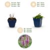 Stachys off. Ukkie - Ezeloor - RotsPlant - Roze