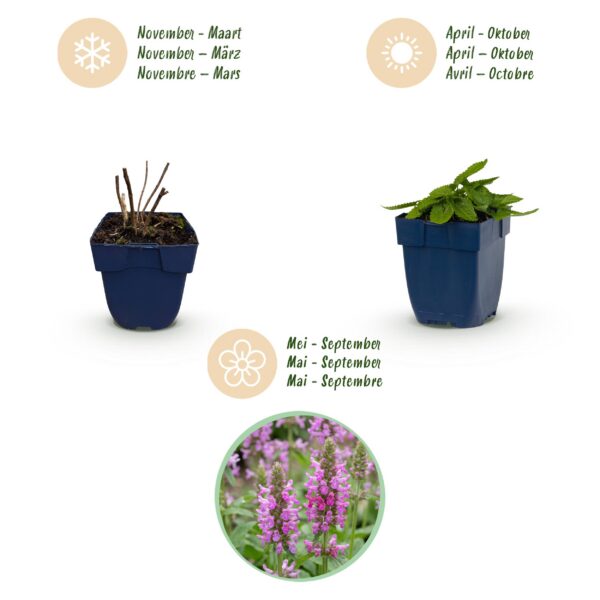 Stachys off. Ukkie - Ezeloor - RotsPlant - Roze