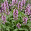 Stachys off. Ukkie - Ezeloor - RotsPlant - Roze