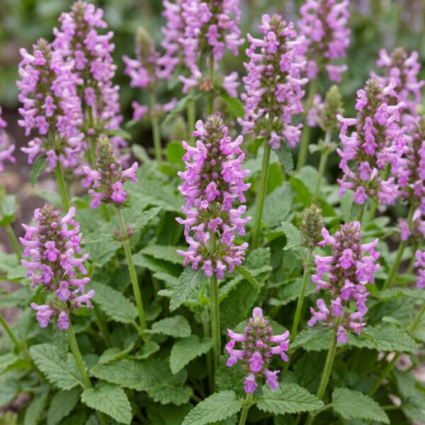 Stachys off. Ukkie - Ezeloor - RotsPlant - Roze