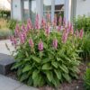 Stachys off. Ukkie - Ezeloor - RotsPlant - Roze