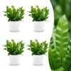 Asplenium Crispy Wave - Asplenium Crispy Wave - 4 Planten - met Potter Wit
