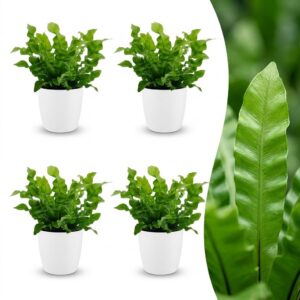 thumbnail_6000-115.jpg Asplenium Crispy Wave - Asplenium Crispy Wave - 4 Planten - met Potter Wit