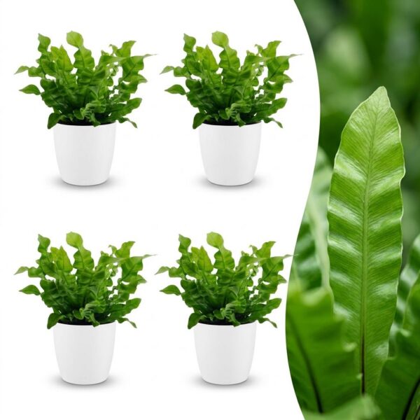 thumbnail_6000-115.jpg Asplenium Crispy Wave - Asplenium Crispy Wave - 4 Planten - met Potter Wit