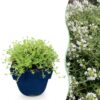 Thymus praecox Albiflorus - Witte kruiptijm - Geurend - Wit