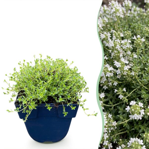 thumbnail_6000-1155.jpg Thymus praecox Albiflorus - Witte kruiptijm - Geurend - Wit