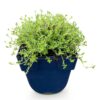 Thymus praecox Albiflorus - Witte kruiptijm - Geurend - Wit