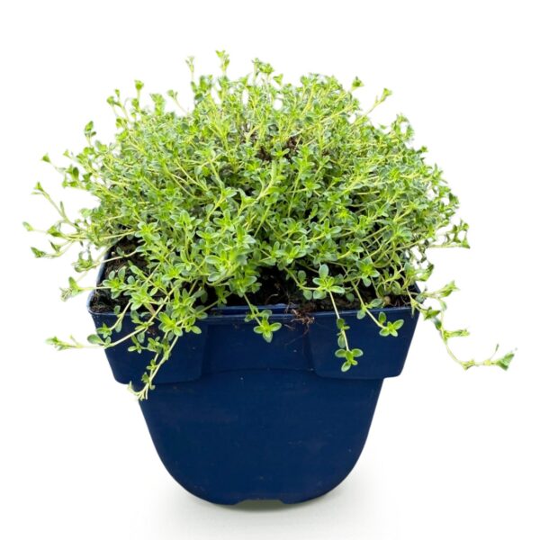 thumbnail_6000-1156.jpg Thymus praecox Albiflorus - Witte kruiptijm - Geurend - Wit