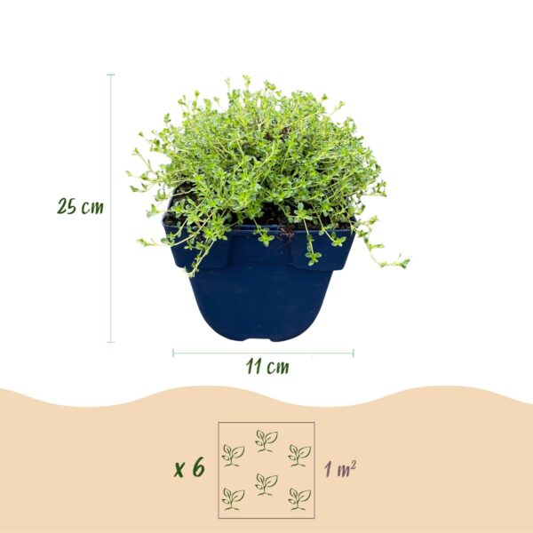 thumbnail_6000-1157.jpg Thymus praecox Albiflorus - Witte kruiptijm - Geurend - Wit