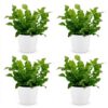 Asplenium Crispy Wave - Asplenium Crispy Wave - 4 Planten - met Potter Wit
