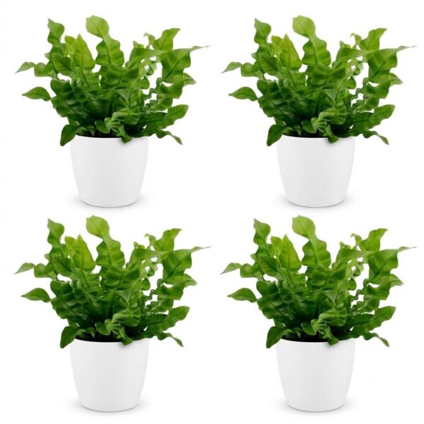 thumbnail_6000-116.jpg Asplenium Crispy Wave - Asplenium Crispy Wave - 4 Planten - met Potter Wit