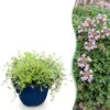 Thymus praecox Minor - KruipTijm - Geurend - Roze