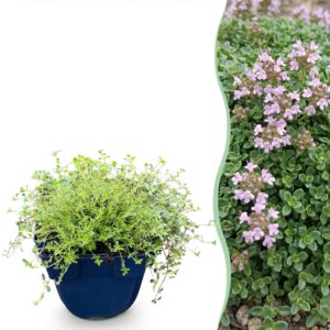 thumbnail_6000-1167.jpg Thymus praecox Minor - KruipTijm - Geurend - Roze