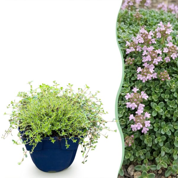 thumbnail_6000-1167.jpg Thymus praecox Minor - KruipTijm - Geurend - Roze