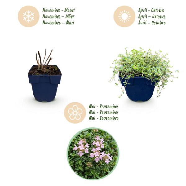 thumbnail_6000-1170.jpg Thymus praecox Minor - KruipTijm - Geurend - Roze