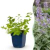 Nepeta faassenii - Kattenkruid - Bijen- en vlinderlokkers - Paars