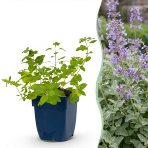 thumbnail_6000-1179.jpg Nepeta faassenii - Kattenkruid - Bijen- en vlinderlokkers - Paars