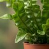 Asplenium Crispy Wave - Asplenium Crispy Wave - 4 Planten - met Potter Wit