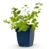 Nepeta faassenii - Kattenkruid - Bijen- en vlinderlokkers - Paars