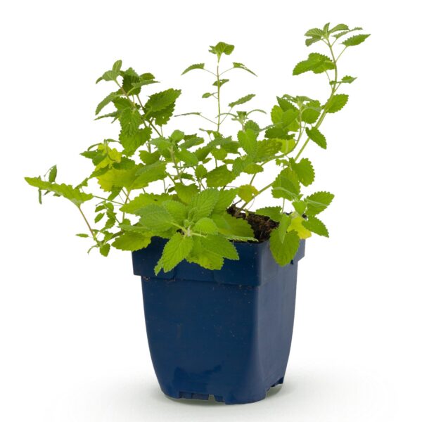 Nepeta faassenii - Kattenkruid - Bijen- en vlinderlokkers - Paars